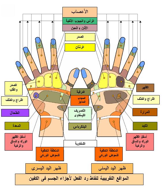 شياتسو - مسارات كف اليد 2